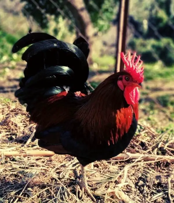 Cushion Comb of chickens