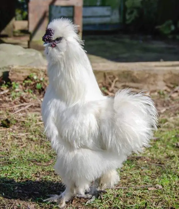 silkei chicken with furry feathers