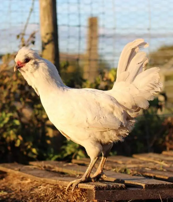 Araucana chicken
