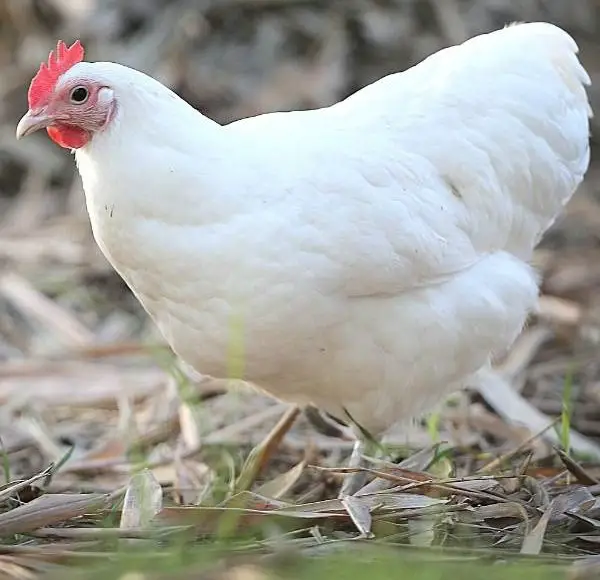 White Australorp