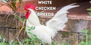 Best 17 White Chicken Breeds With Pictures, Info, Eggs, Weight