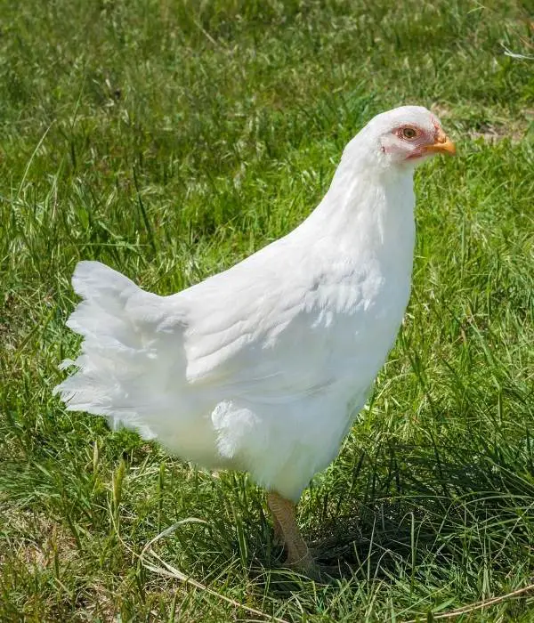 White Plymouth Rock Chicken