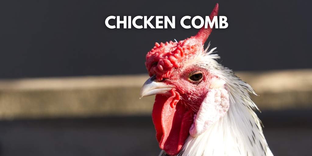 all about chicken comb