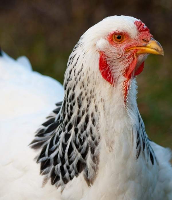 A Brahma chicken with pea comb