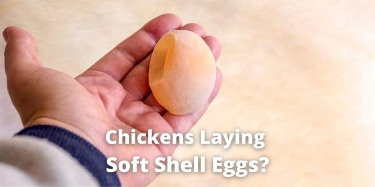 are your chickens laying soft eggs