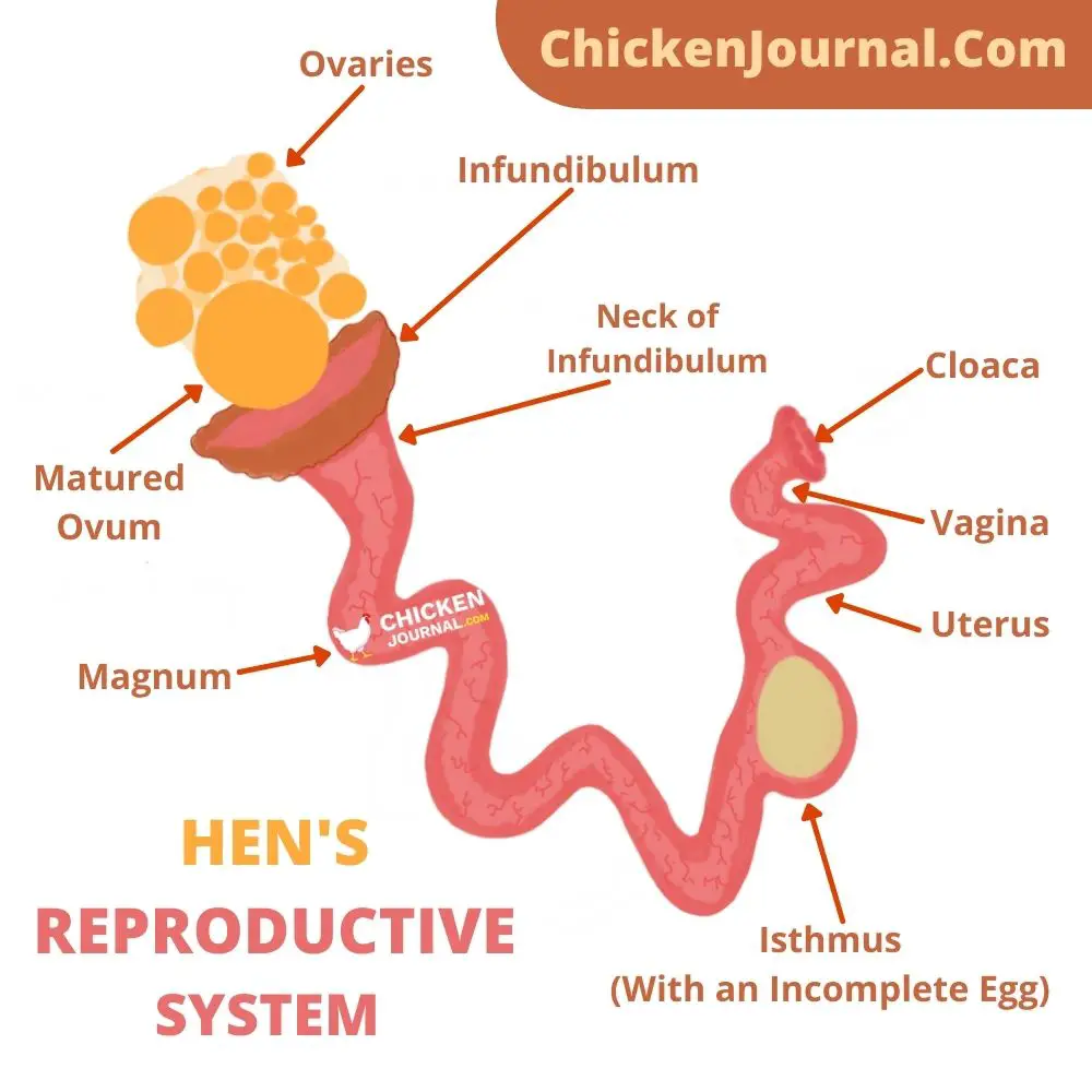 Egg Fertilization Process in Chicken Reproductive Cycle 
