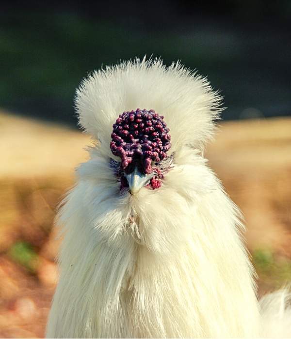 Walnut Comb of a Silkie chicken