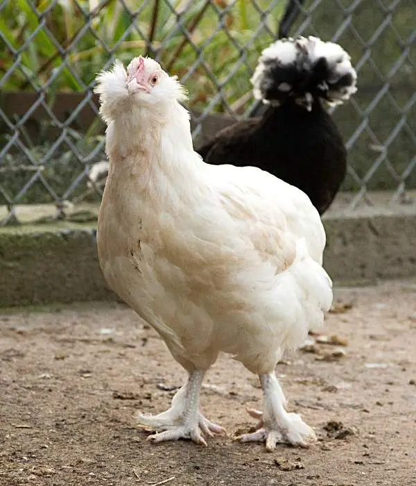 White Faverolles chickens