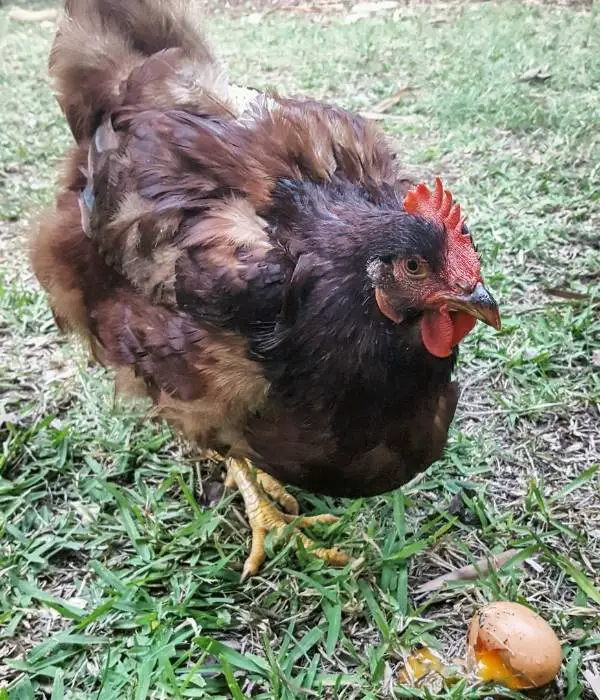 A chicken molting on top of the body