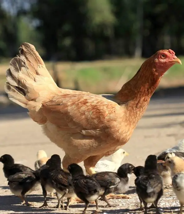 A free range hen with her baby chicks