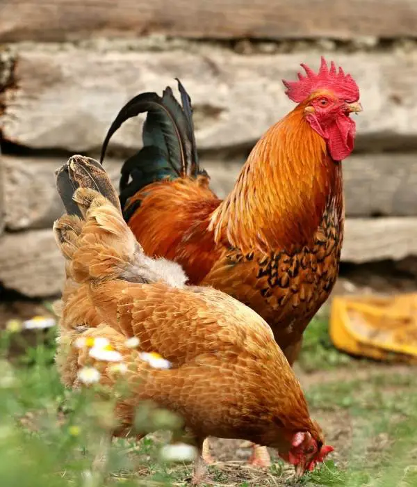 A free range rooster and hen