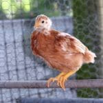 Chicken Roosting: Types, Need, Space, &Amp; Diy Ideas 6 A pullet roosting on a bar