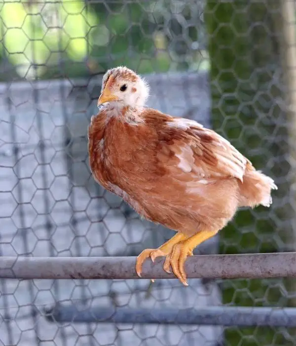 A chicken is roosting on a pipe roost