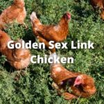 Golden Sex Link Chicken