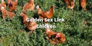Golden Sex Link Chicken