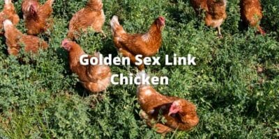 Golden Sex Link Chicken: History, Eggs, Size, Care, Pictures