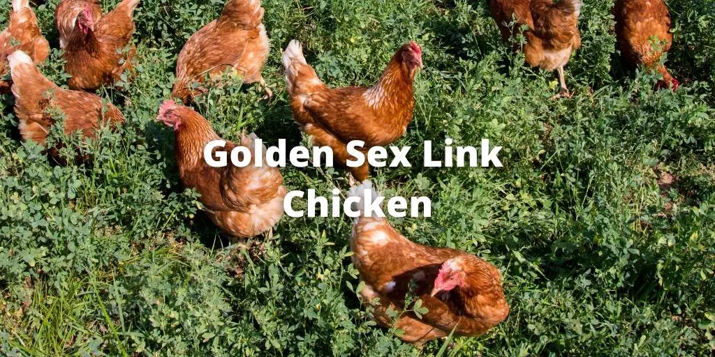 desi gold sex videos