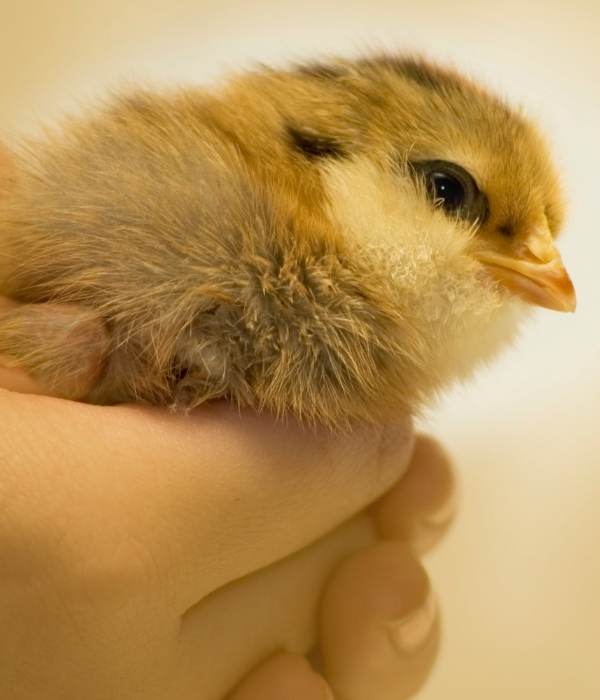 Ameraucana baby chicks