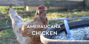 Ameraucana Chicken Breed Guide: Color Chart, Eggs, Size