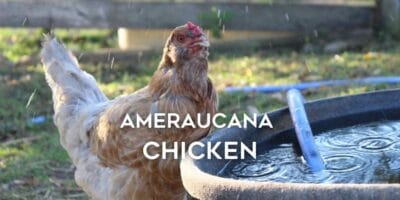 Ameraucana Chicken Breed Guide, Color Chart, Eggs, Size, Pics