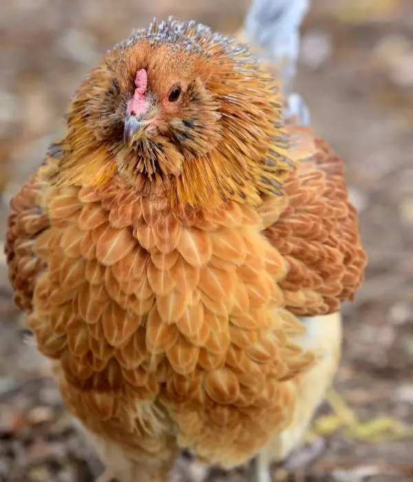 Ameraucana Chicken Breed Guide, Color Chart, Eggs, Size, Pics (2022)