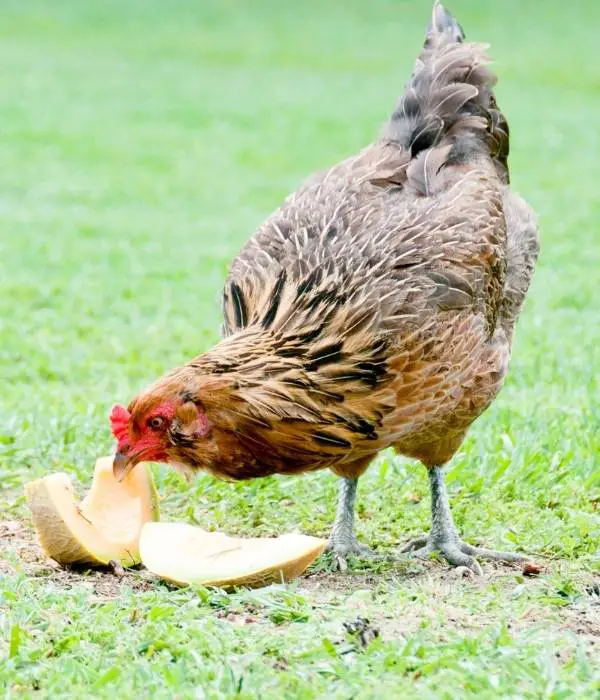 Ameraucana are quietest chicken breeds