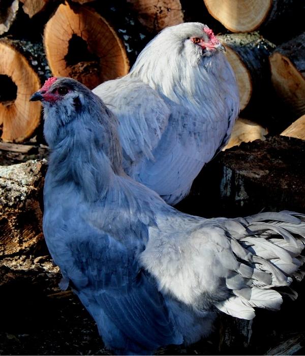 Blue Ameraucana Chicken