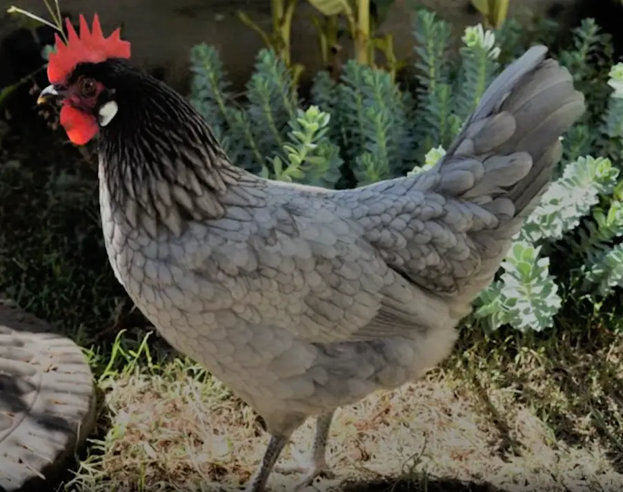 andalusian chicken