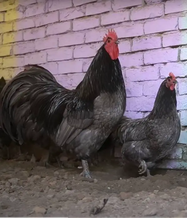 Blue Australorp Chicken