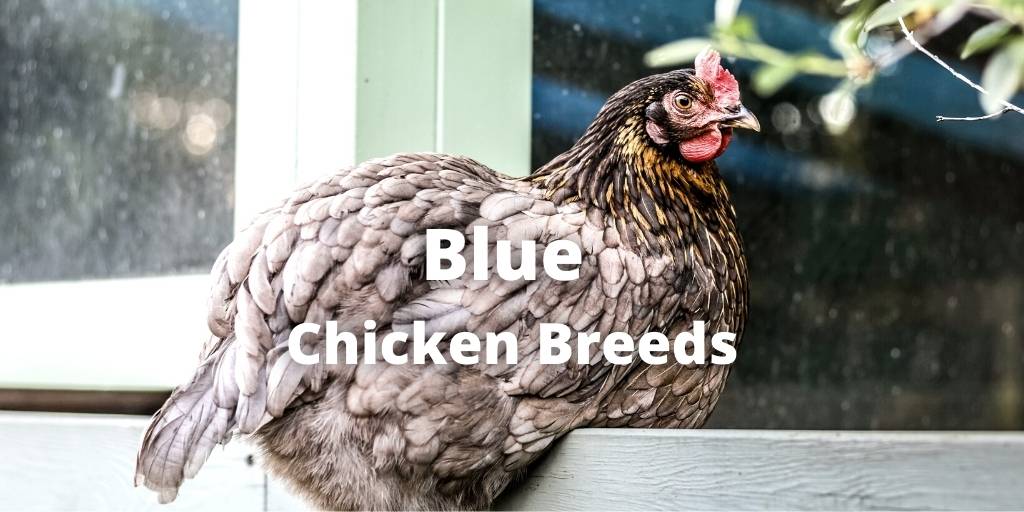 18 Blue Chicken Breeds (Chickens With Blue Feathers)