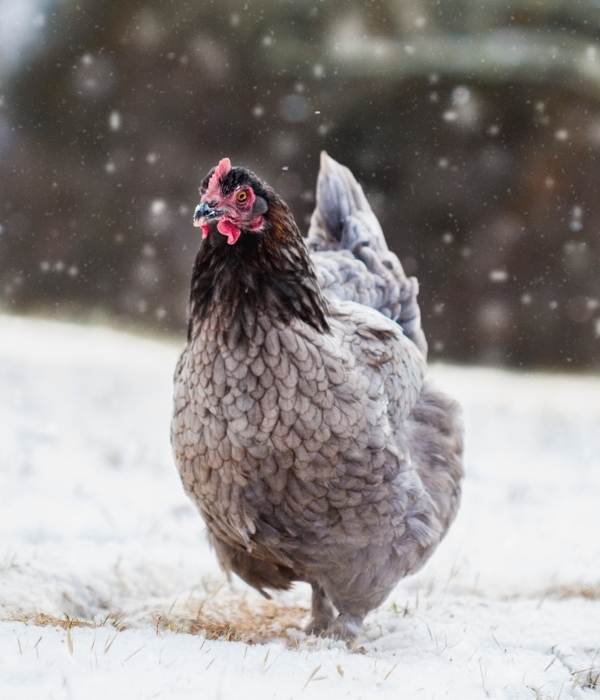 Blue Copper Maran Chicken