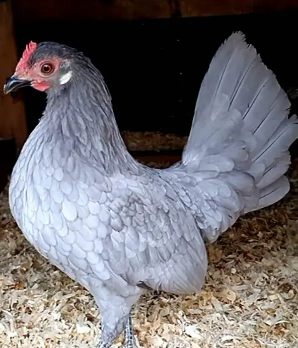 Blue Dutch Bantam