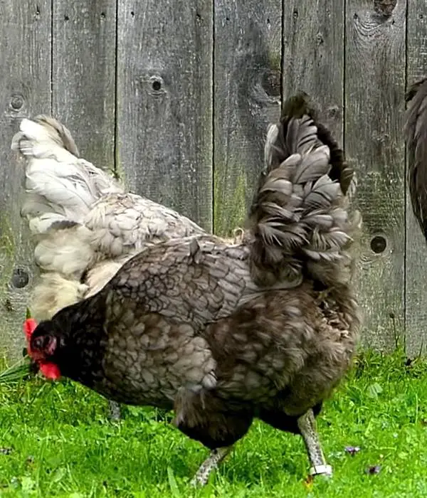 Blue Jersey Giant Chicken Breed