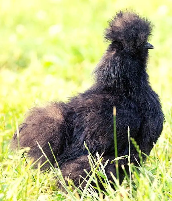 Blue Silkie Chicken