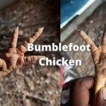 Bumblefoot Chicken Picture