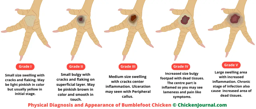 Stages of Bumblefoot Infection in Chicken from Acute to Chronic