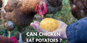 Can Chicken Eat Potatoes? Raw, Cooked, Skin, Baked, Mashed