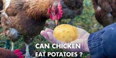 Detailed Can Chickens Eat Baked Potatoes Moment Digital Art Detailed Can Chickens Eat Baked Potatoes Moment Digital Art
