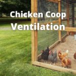 Chicken Coop Ventilation: Ideas, Design, Fans, & How To Guide