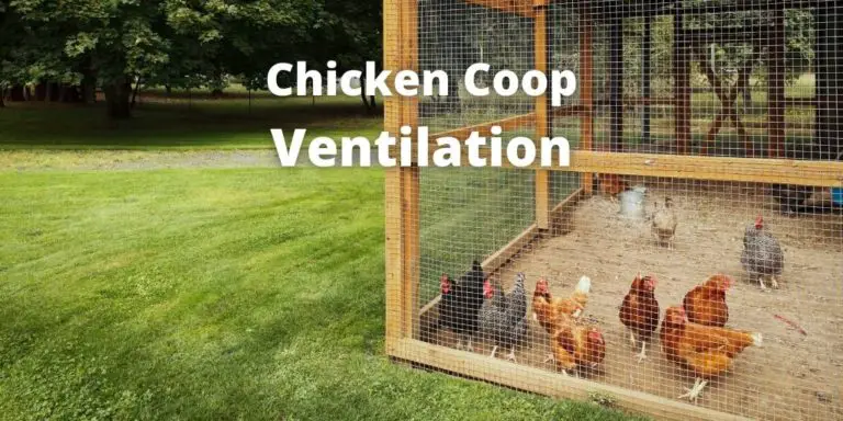 Chicken Coop Ventilation: Ideas, Design, Fans, & How To Guide