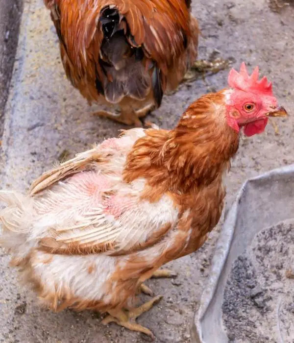 Chicken molting on back side and body feathers