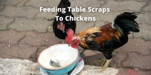 Feeding Table Scraps To Chickens