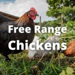 Free Range Chickens: Pros, Cons, Feed, Raising Tips, FAQs