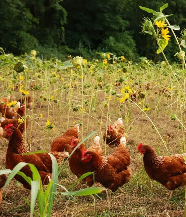 free range chickens foraging in a sunflower field