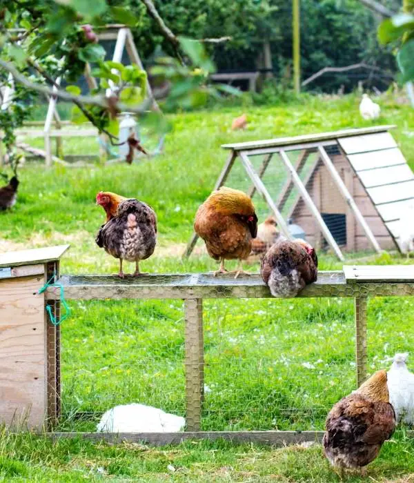 free range chickens roosting on roof of run area of coop