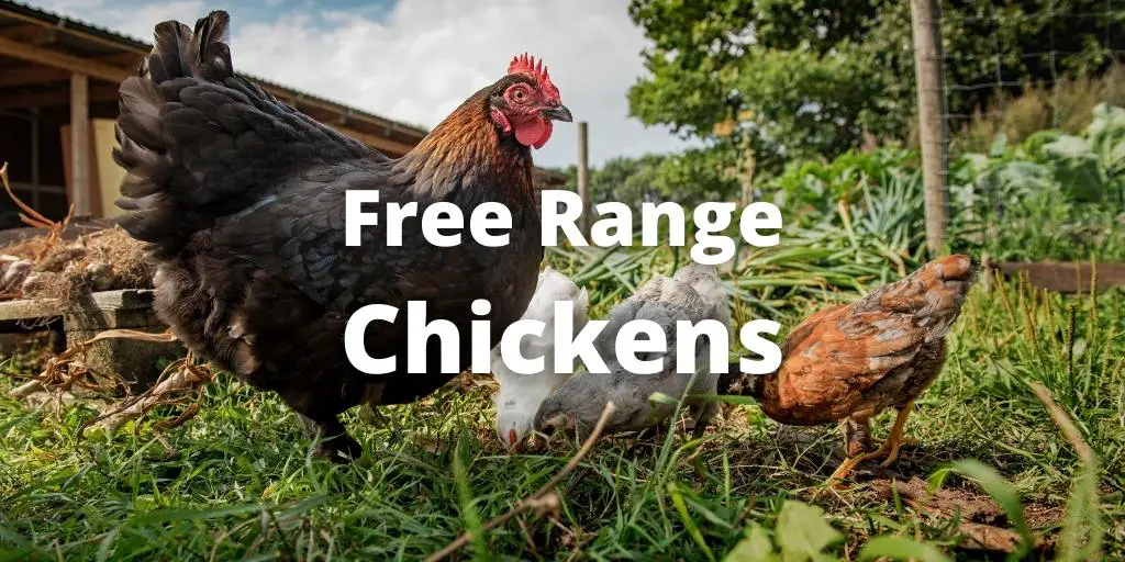 Free Range Chickens: Pros, Cons, Feed, Raising Tips, FAQs