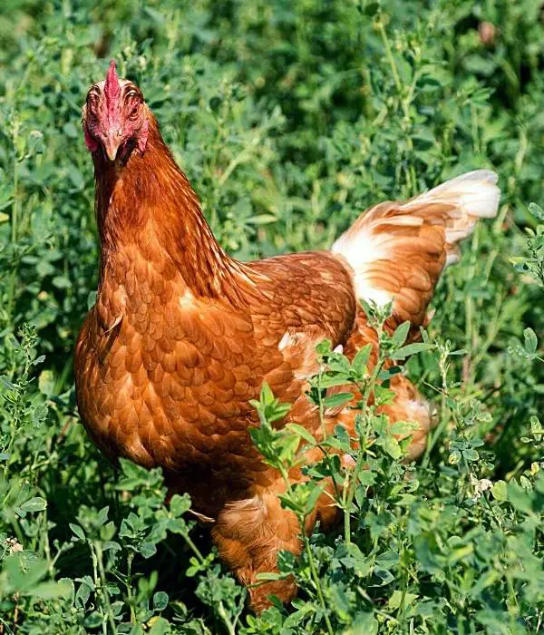 History of Golden Sex Link chicken picture