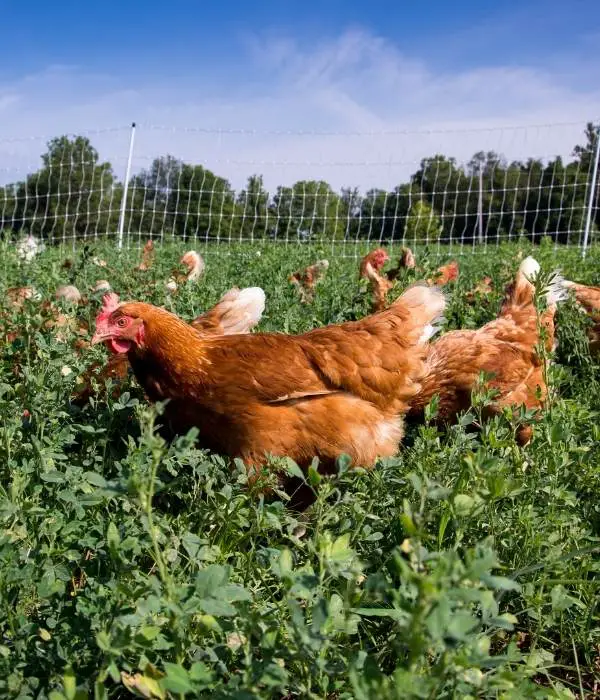 Golden sex link chickens foraging