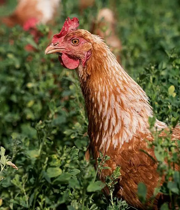 Pros and Cons of Raising Golden Sex Link chicken