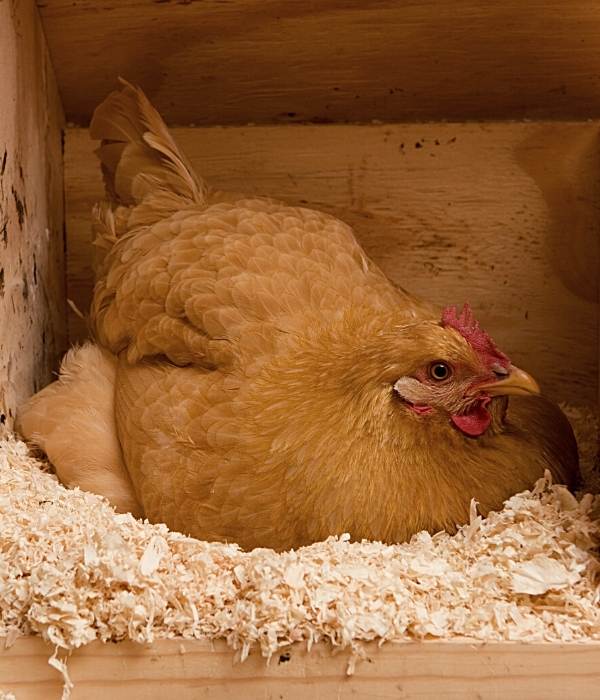 A Golden Sex Link Hen Laying Eggs
